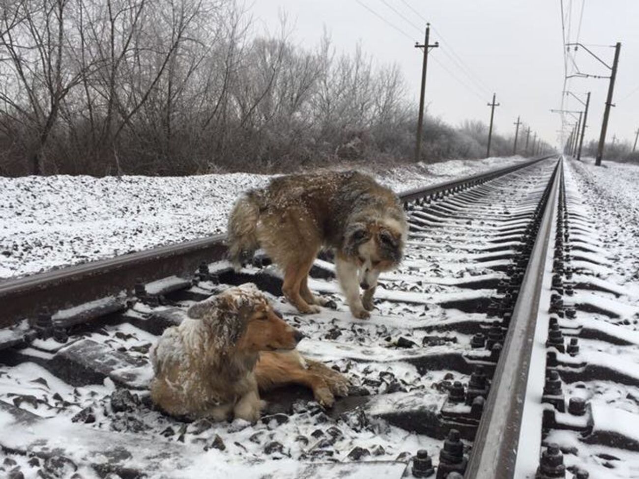 Собак уже забрали хозяева