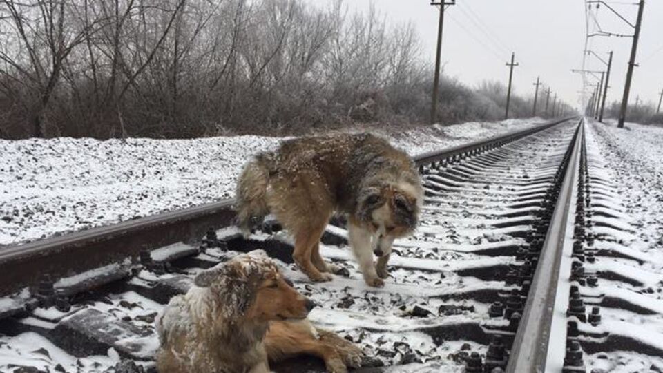 Собак уже забрали хозяева