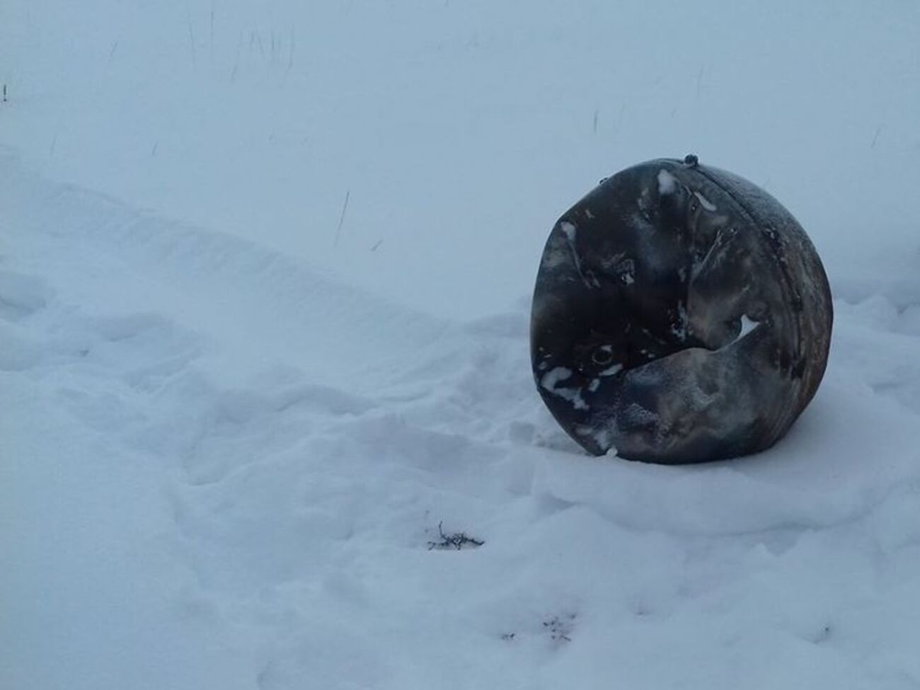 От местного жителя поступила информация о металлическом предмете круглой формы