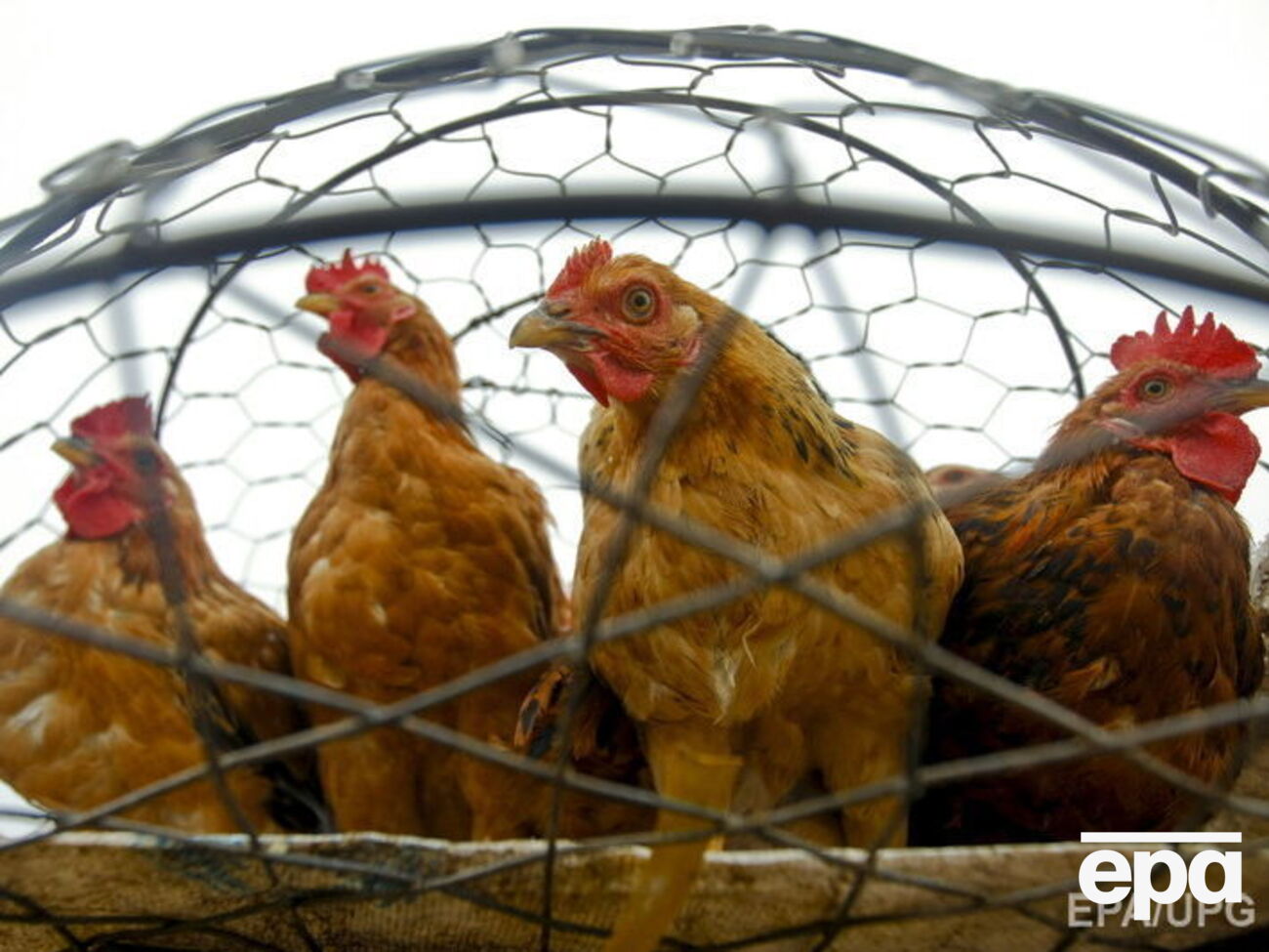 В Херсонской области зафиксировали случаи птичьего гриппа
