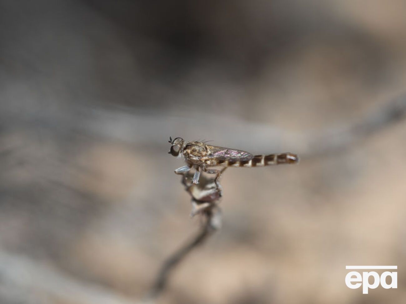 Один из представителей семейства мух убийц&nbsp;Trichoura&nbsp;tankwa