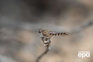 Один из представителей семейства мух убийц Trichoura tankwa