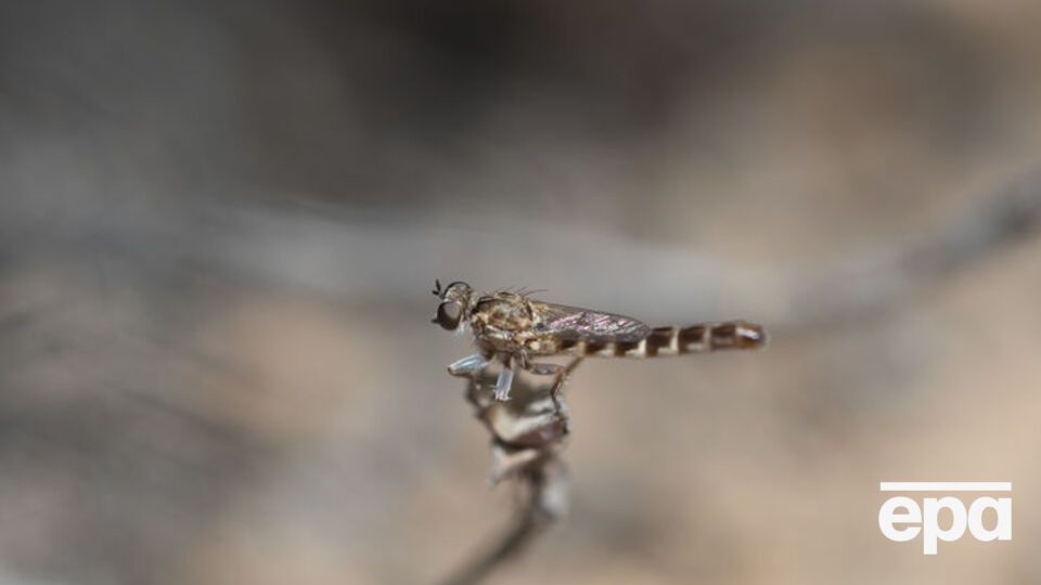 Один из представителей семейства мух убийц Trichoura tankwa