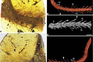 Ученые считают, что застрявший в смоле динозавр погиб