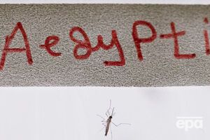 Всего фауна Украины насчитывает 32 вида комаров рода Aedes, но Aegypti среди них нет