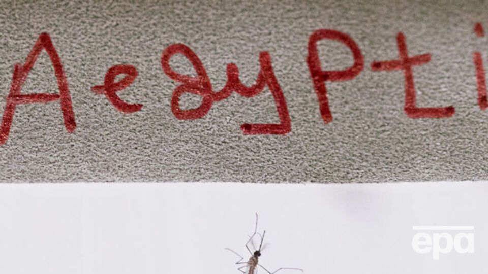 Всего фауна Украины насчитывает 32 вида комаров рода Aedes, но Aegypti среди них нет