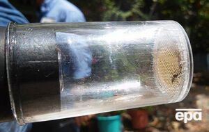 Зика добрался до России