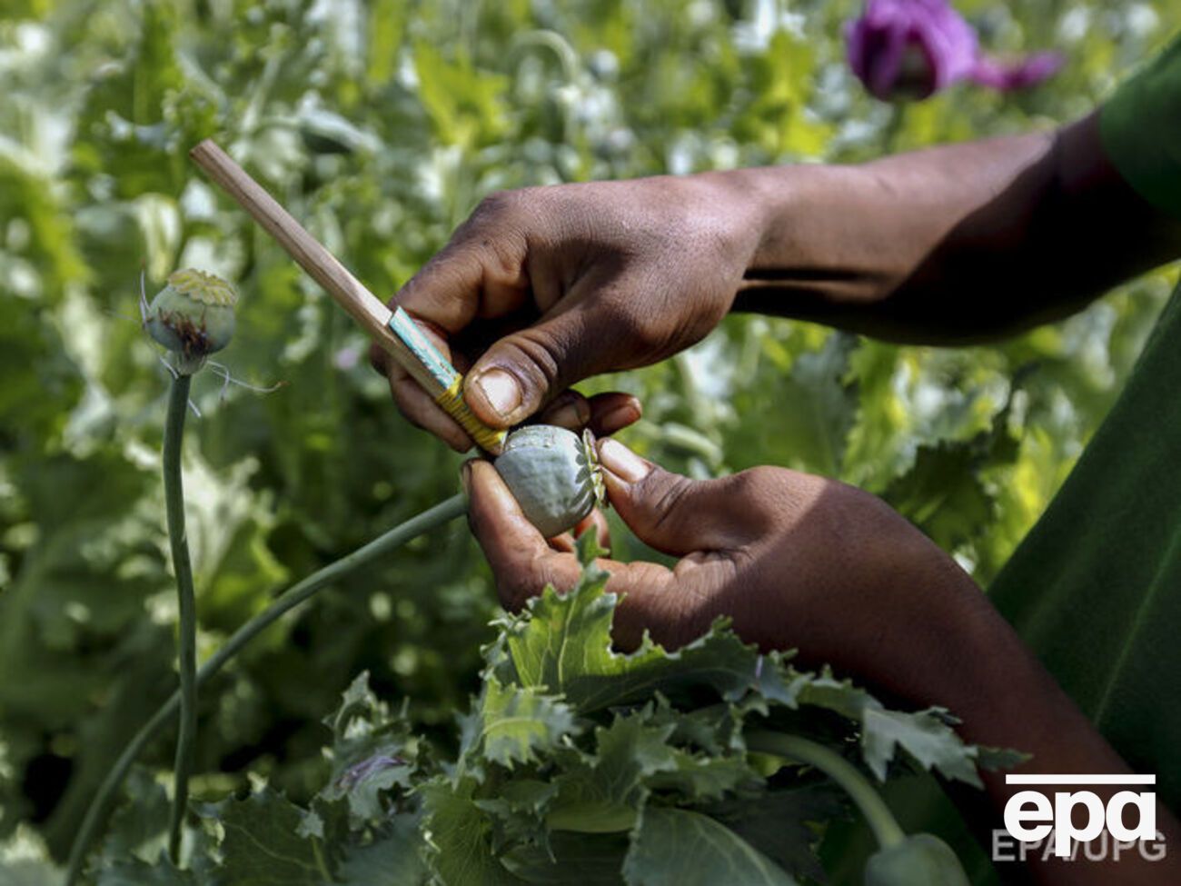 По данным ООН, запрещенные наркотики употребляют&nbsp;5% населения планеты в возрасте от 15 до 64 лет