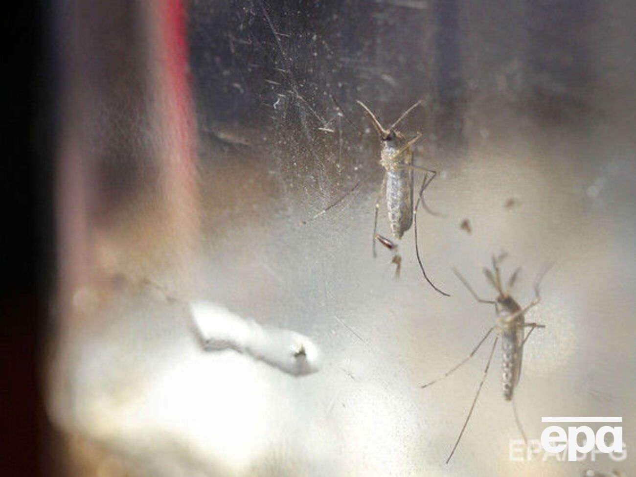 ВОЗ подсчитала, сколько необходимо средств на борьбу с опасным вирусом