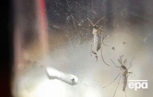 ВОЗ подсчитала, сколько необходимо средств на борьбу с опасным вирусом