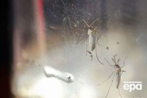 ВОЗ подсчитала, сколько необходимо средств на борьбу с опасным вирусом