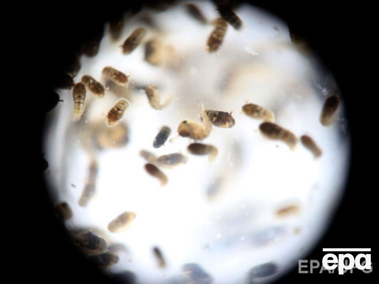 Денежные средства пойдут на проведение медицинских и профилактических мероприятий в пострадавшем от распространения вируса Зика регионе