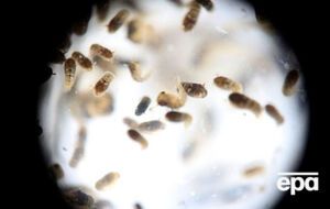 Денежные средства пойдут на проведение медицинских и профилактических мероприятий в пострадавшем от распространения вируса Зика регионе