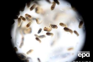 Денежные средства пойдут на проведение медицинских и профилактических мероприятий в пострадавшем от распространения вируса Зика регионе