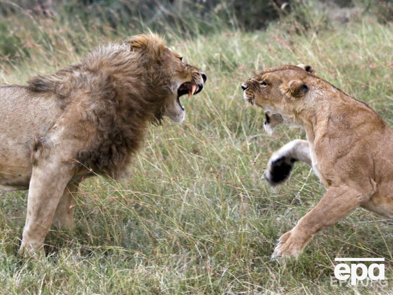 Львы бродят по трущобам Найроби