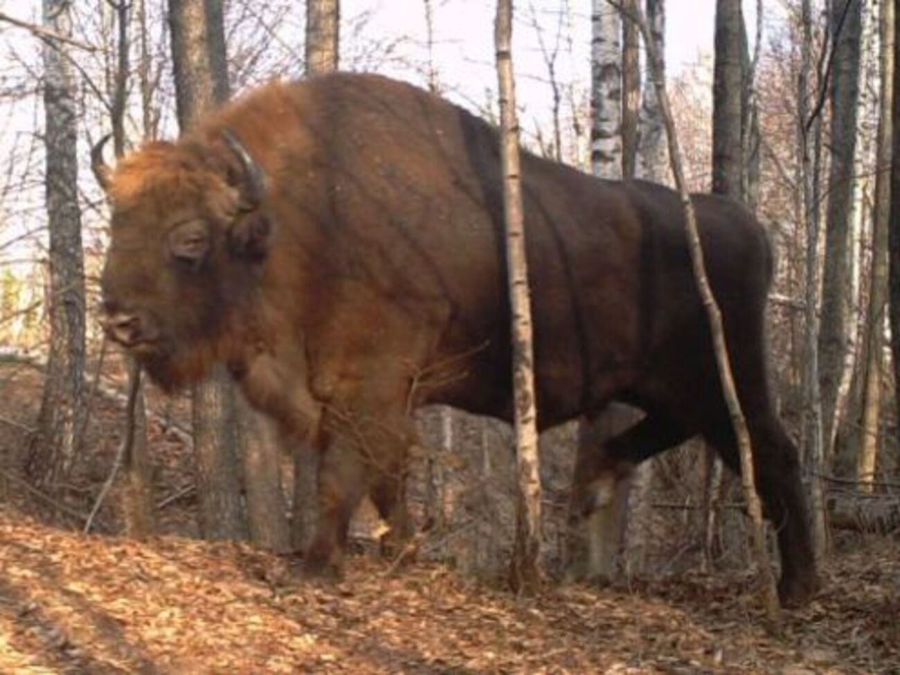 Эксперты говорят, что в Чернобыле&nbsp;активно восстанавливается фауна, появляются даже те виды, которые давно здесь исчезли