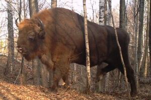 Эксперты говорят, что в Чернобыле активно восстанавливается фауна, появляются даже те виды, которые давно здесь исчезли