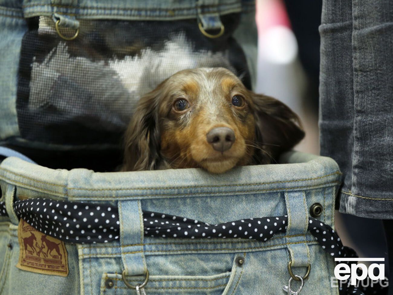 Автор петиции просит закрыть "Птичий рынок", где животные массово гибнут из-за плохих условий содержания.