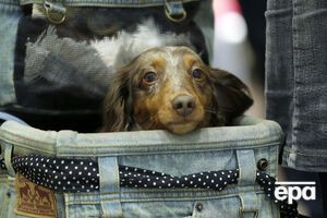 Автор петиции просит закрыть "Птичий рынок", где животные массово гибнут из-за плохих условий содержания.