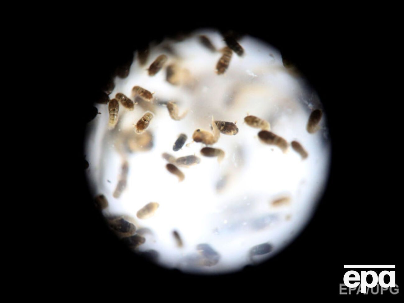 Вирус Зика добрался до Индонезии