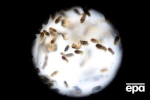 Вирус Зика добрался до Индонезии