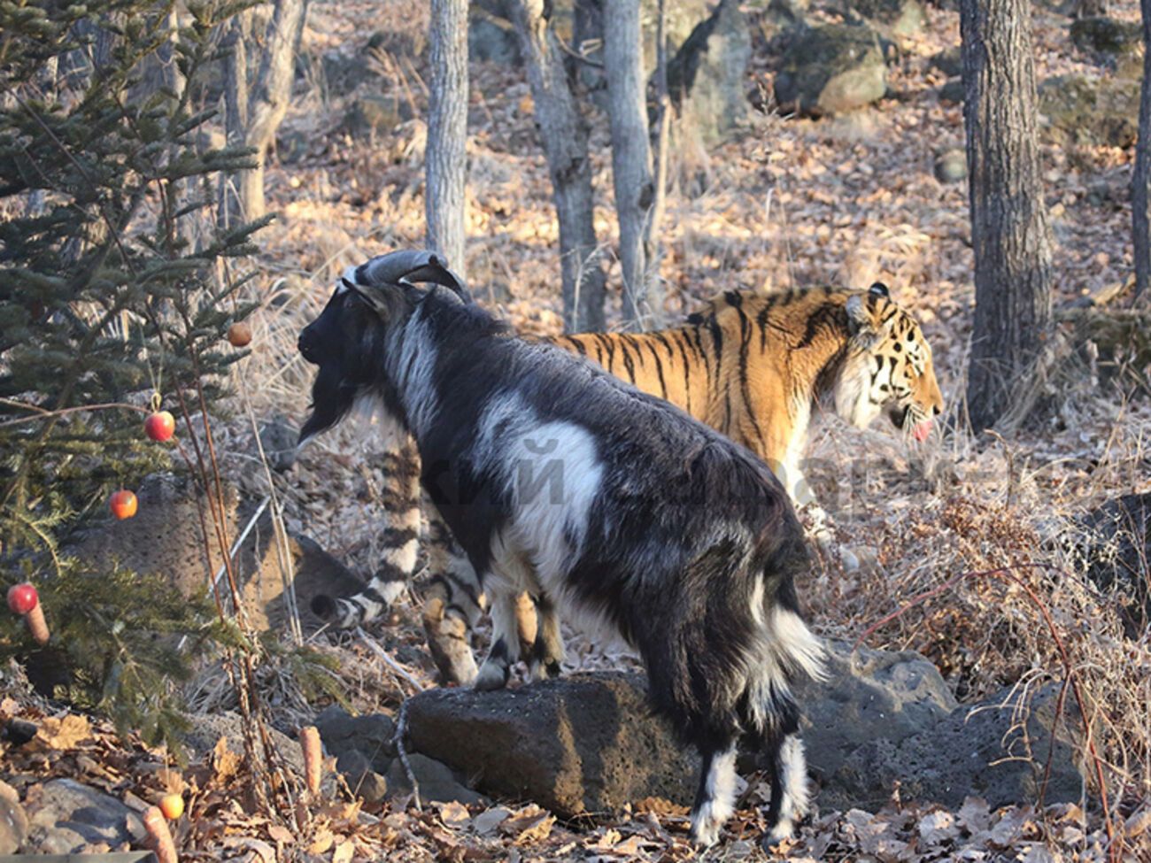 Амур и Тимур о своей гомосексуальности не имеют понятия