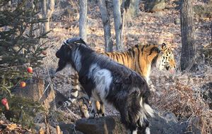 Амур и Тимур о своей гомосексуальности не имеют понятия