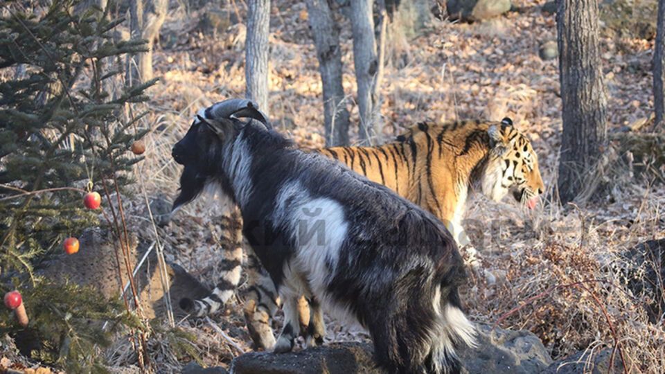 Амур и Тимур о своей гомосексуальности не имеют понятия