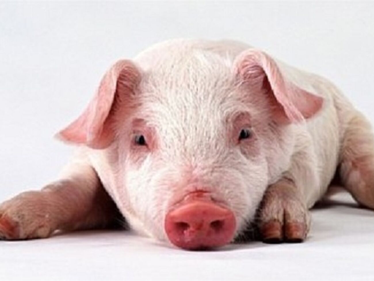 В Севастополе приняты ограничительные меры по недопущению распространения вируса африканской чумы свиней на территорию города