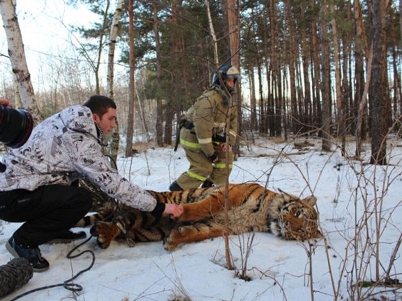 Зверя усыпили и быстро отвезли в зоопарк