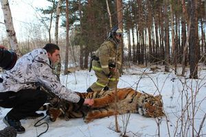 Зверя усыпили и быстро отвезли в зоопарк