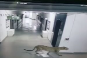 Животное поймали, закрыв в комнате и сделав ему укол успокоительного