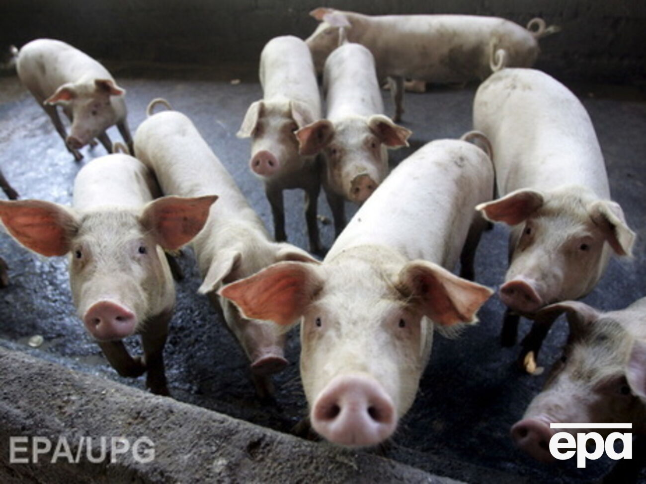 В Крыму распространяется африканская чума свиней