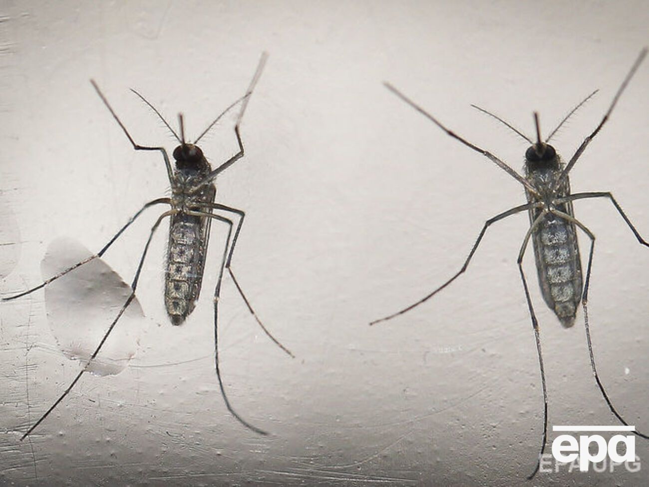 Укус комара может вызвать паралич