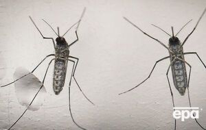 Укус комара может вызвать паралич