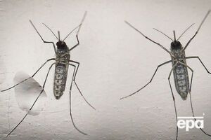 Укус комара может вызвать паралич