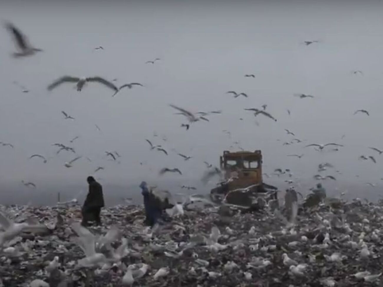 Нардепы на свалке: Мы требуем посвятить рассмотрению эковопросов один день уже на следующей неделе. Видео