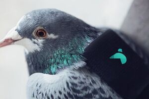 Голубь-испытатель