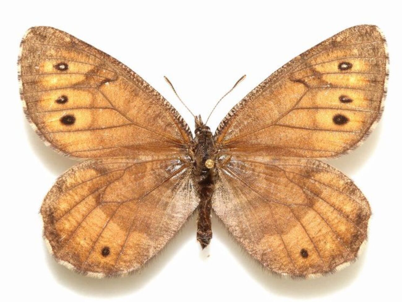 Tanana Arctic&nbsp;выглядела крупнее обычных&nbsp;бабочек семейства Chryxus, имела более темный окрас и белые пятна на крыльях