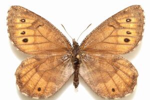 Tanana Arctic выглядела крупнее обычных бабочек семейства Chryxus, имела более темный окрас и белые пятна на крыльях