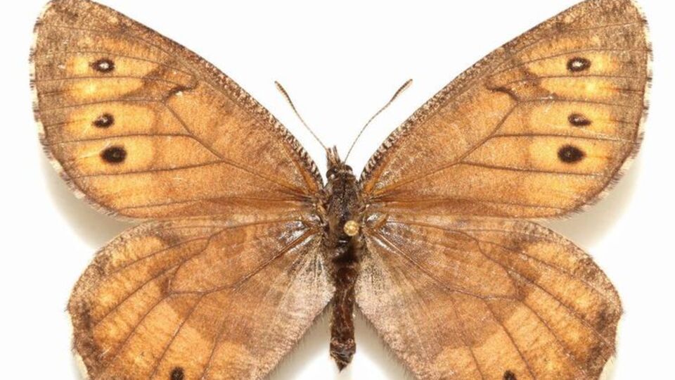 Tanana Arctic выглядела крупнее обычных бабочек семейства Chryxus, имела более темный окрас и белые пятна на крыльях