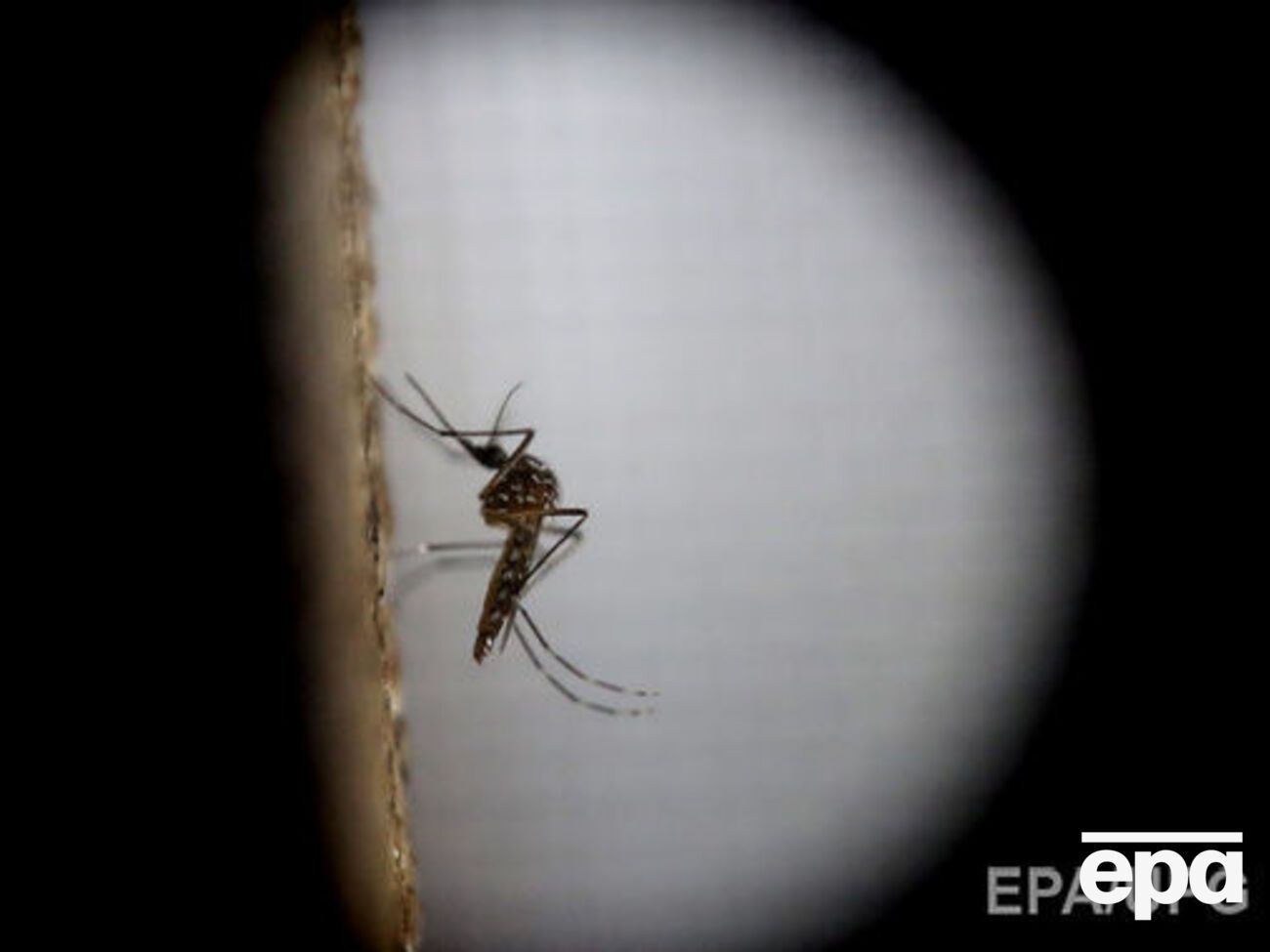 В Сочи обнаружили одного комара &ndash; переносчика вируса Зика