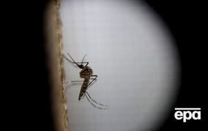 В Сочи обнаружили одного комара – переносчика вируса Зика