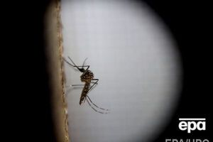 В Сочи обнаружили одного комара – переносчика вируса Зика