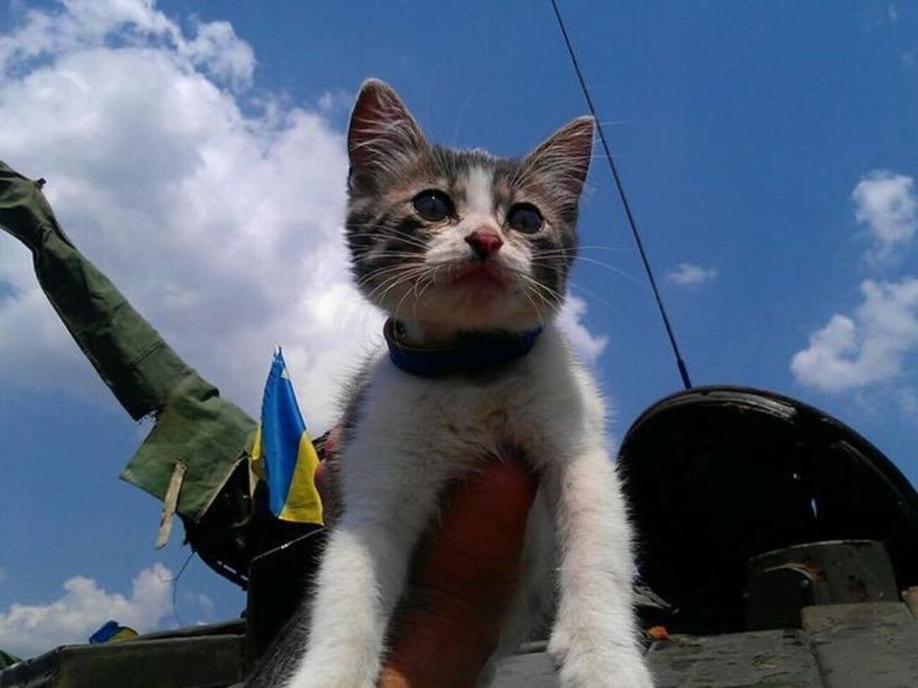 Настоящие друзья и помощники украинских бойцов на передовой