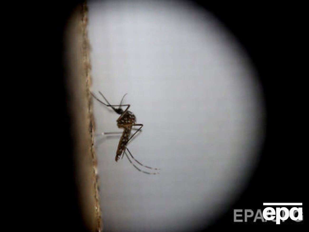 Вирус Зика добрался до Южной Кореи