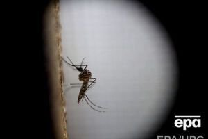 Вирус Зика добрался до Южной Кореи