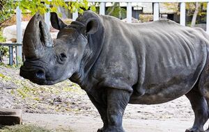 Одна из последних фотографий Тревоги в вольере