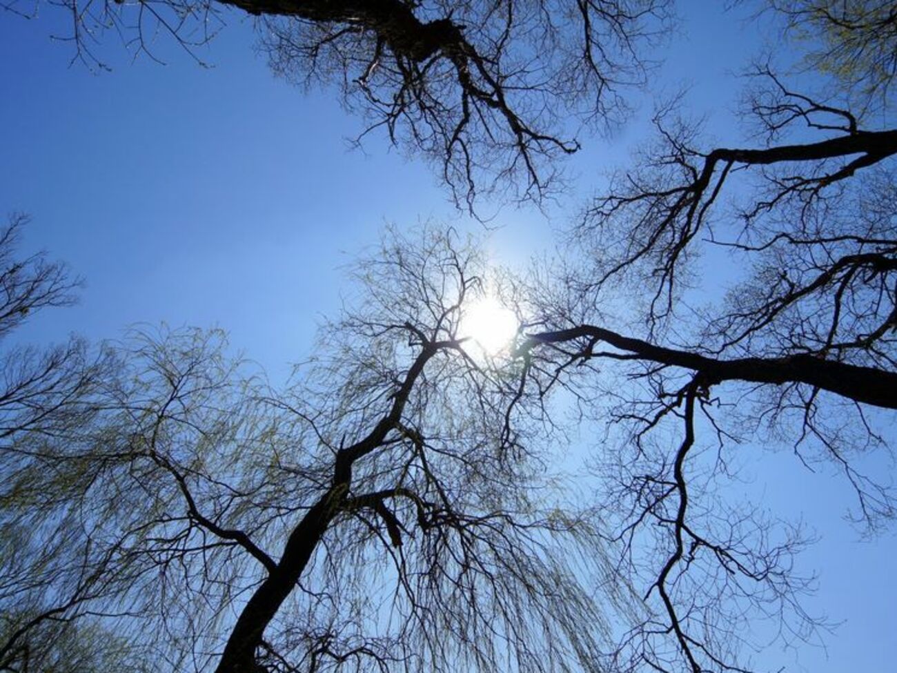 В столице температура воздуха прогреется &nbsp;до +&nbsp;5&deg;...+7&deg;