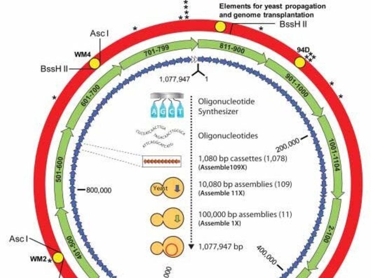 Ученые создали искусственную бактерию